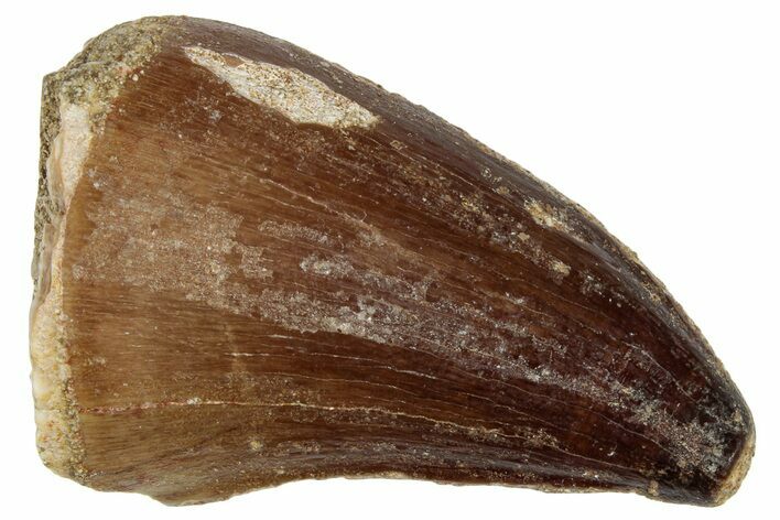Fossil Mosasaur (Prognathodon) Tooth - Morocco #249835